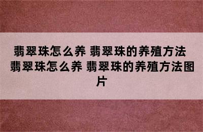 翡翠珠怎么养 翡翠珠的养殖方法 翡翠珠怎么养 翡翠珠的养殖方法图片